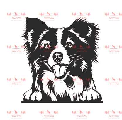 Mini Australian Shepherd 2