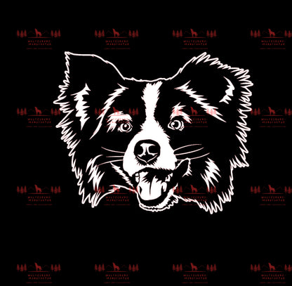 Mini Australian Shepherd 3