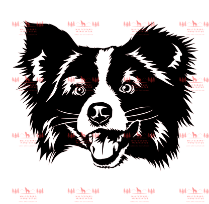 Mini Australian Shepherd 3