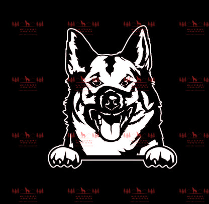 Norwegischer Elchhund 1