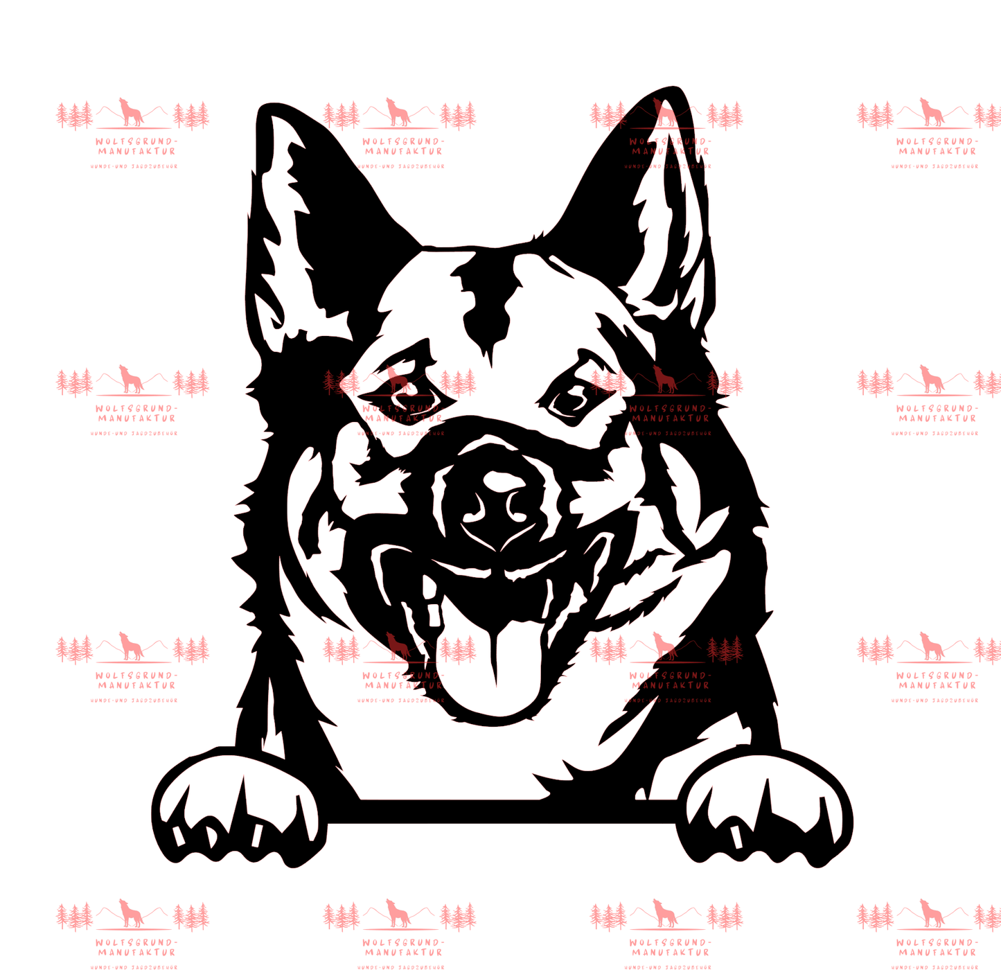 Norwegischer Elchhund 1