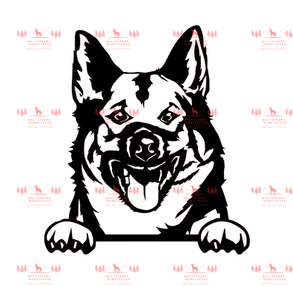 Norwegischer Elchhund 1
