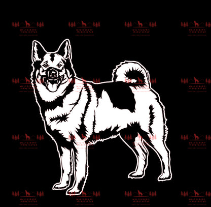 Norwegischer Elchhund 2