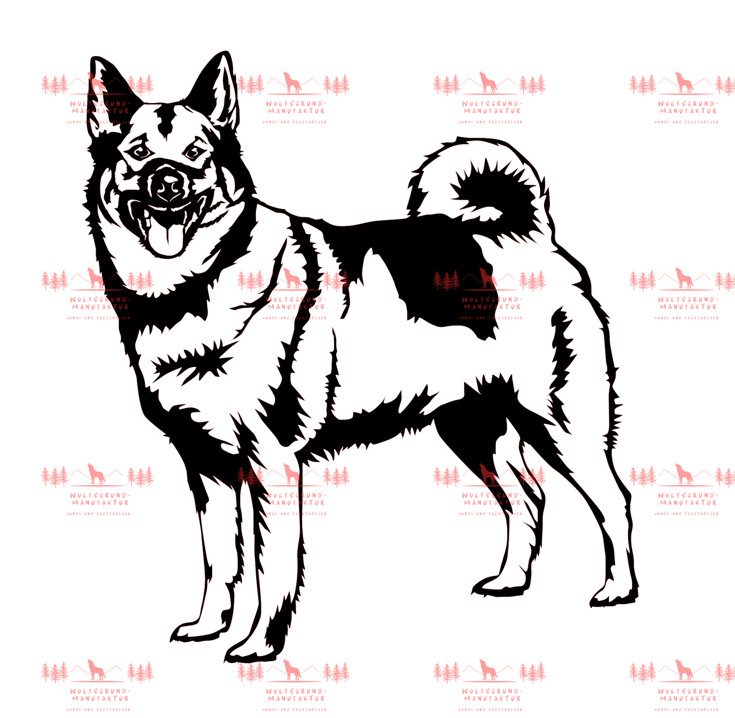Norwegischer Elchhund 2