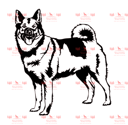 Norwegischer Elchhund 2