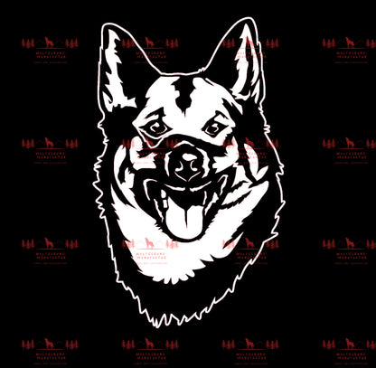Norwegischer Elchhund 3