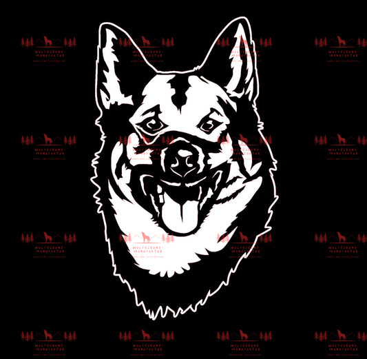 Norwegischer Elchhund 3
