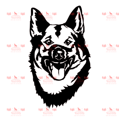 Norwegischer Elchhund 3