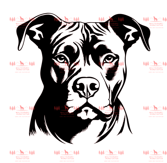 Pitbull 1
