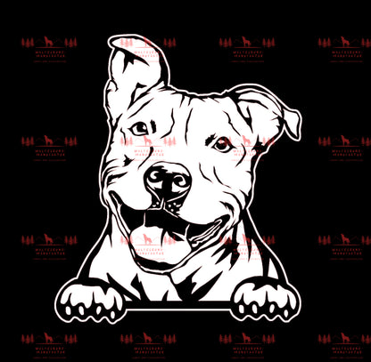 Pitbull 5