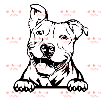 Pitbull 5
