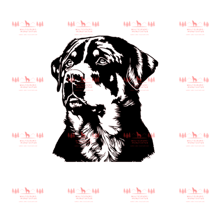 Rottweiler 2