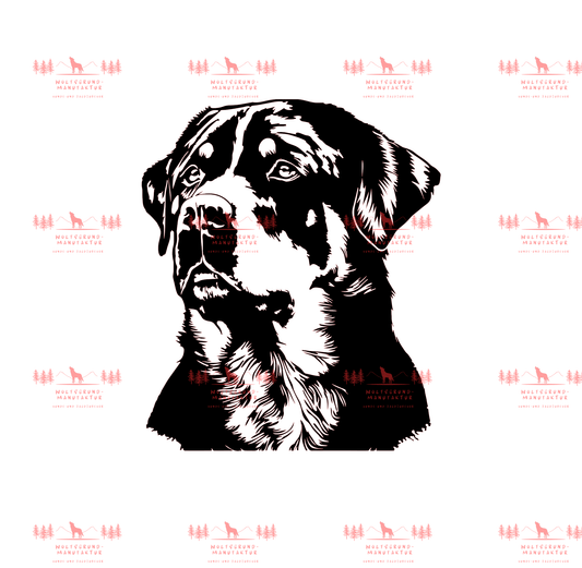 Rottweiler 2