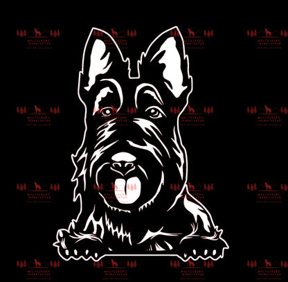 Scottish Terrier 1