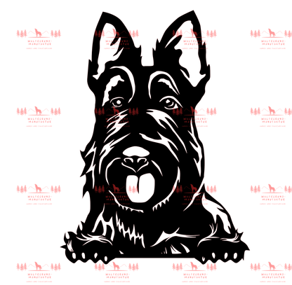 Scottish Terrier 1