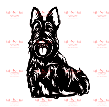 Scottish Terrier 2