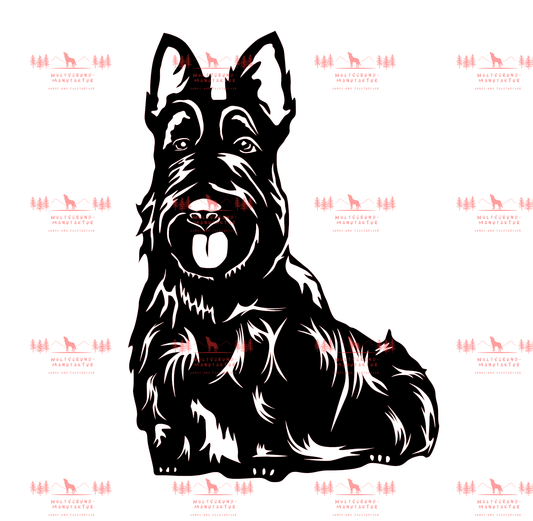 Scottish Terrier 2