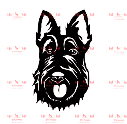 Scottish Terrier 3