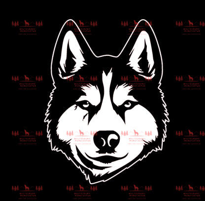 Siberian Husky 2