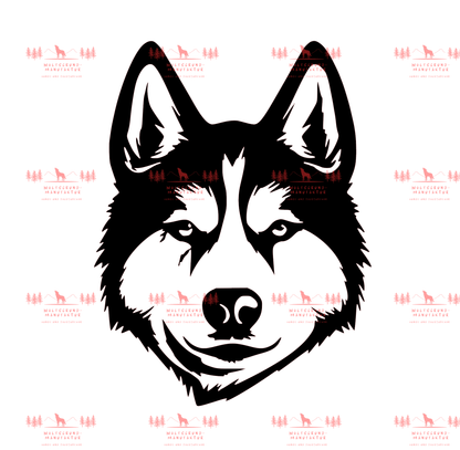 Siberian Husky 2