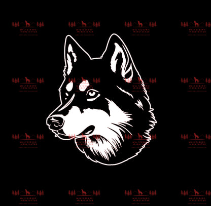 Siberian Husky 3