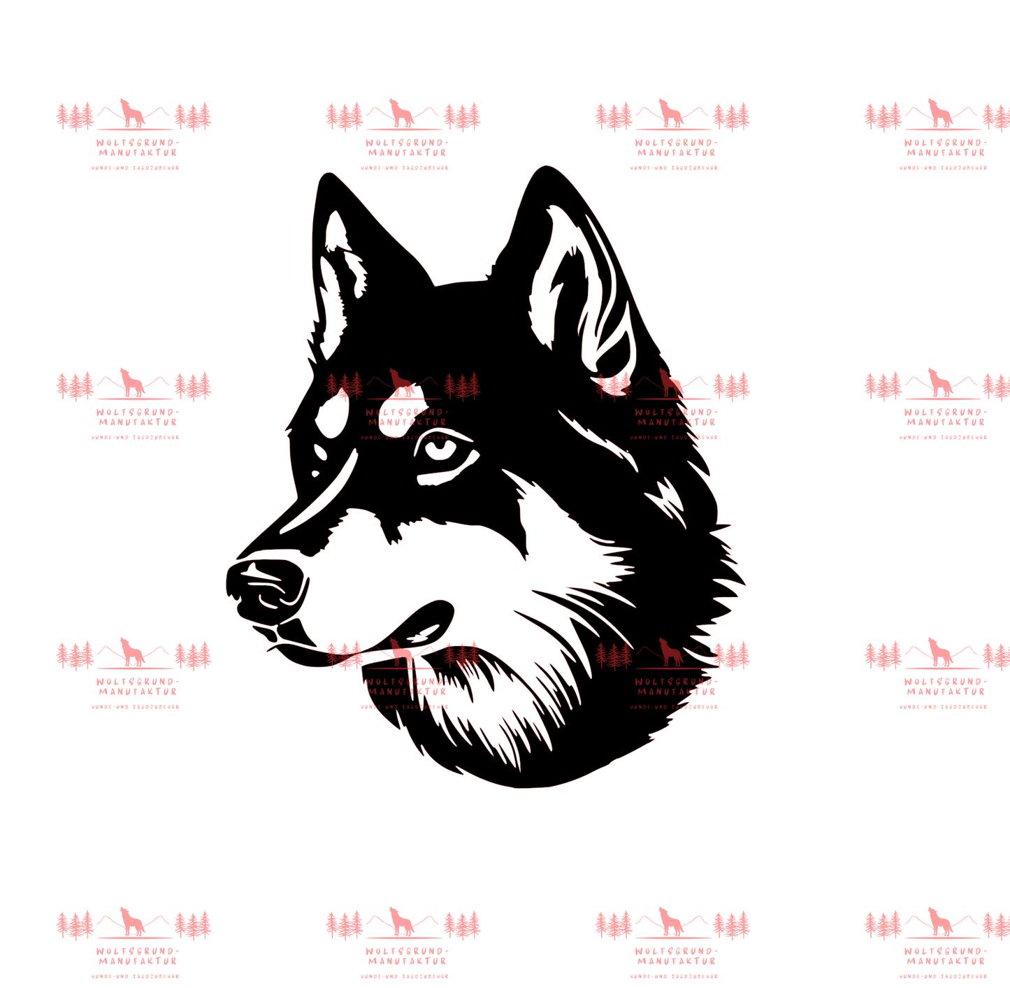 Siberian Husky 3