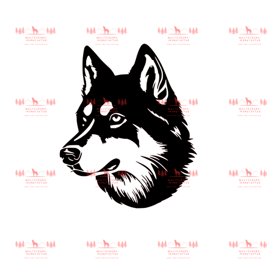 Siberian Husky 3