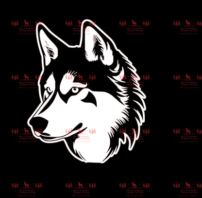 Siberian Husky 4