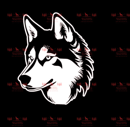 Siberian Husky 4