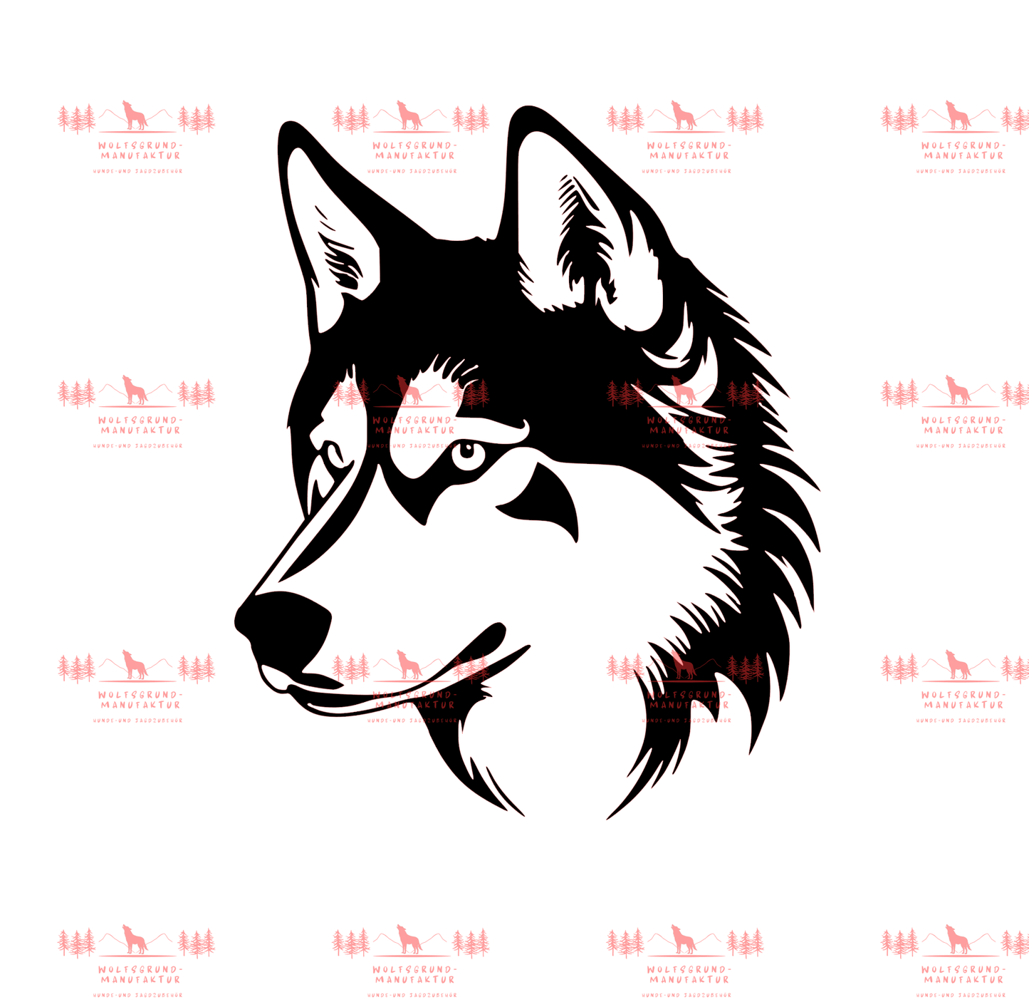 Siberian Husky 4