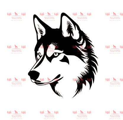 Siberian Husky 4