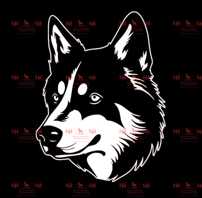 Siberian Husky 5