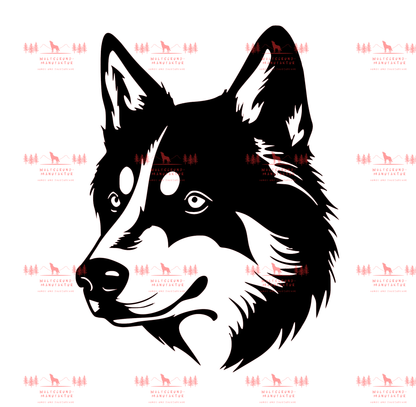 Siberian Husky 5