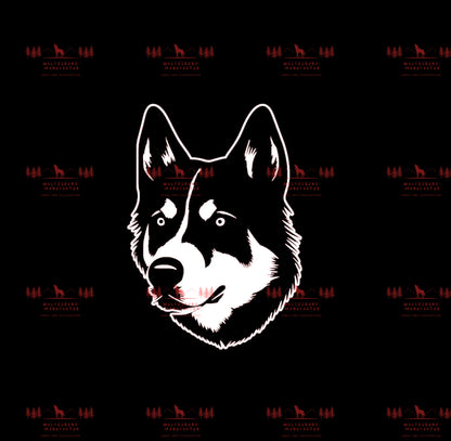 Siberian Husky 6