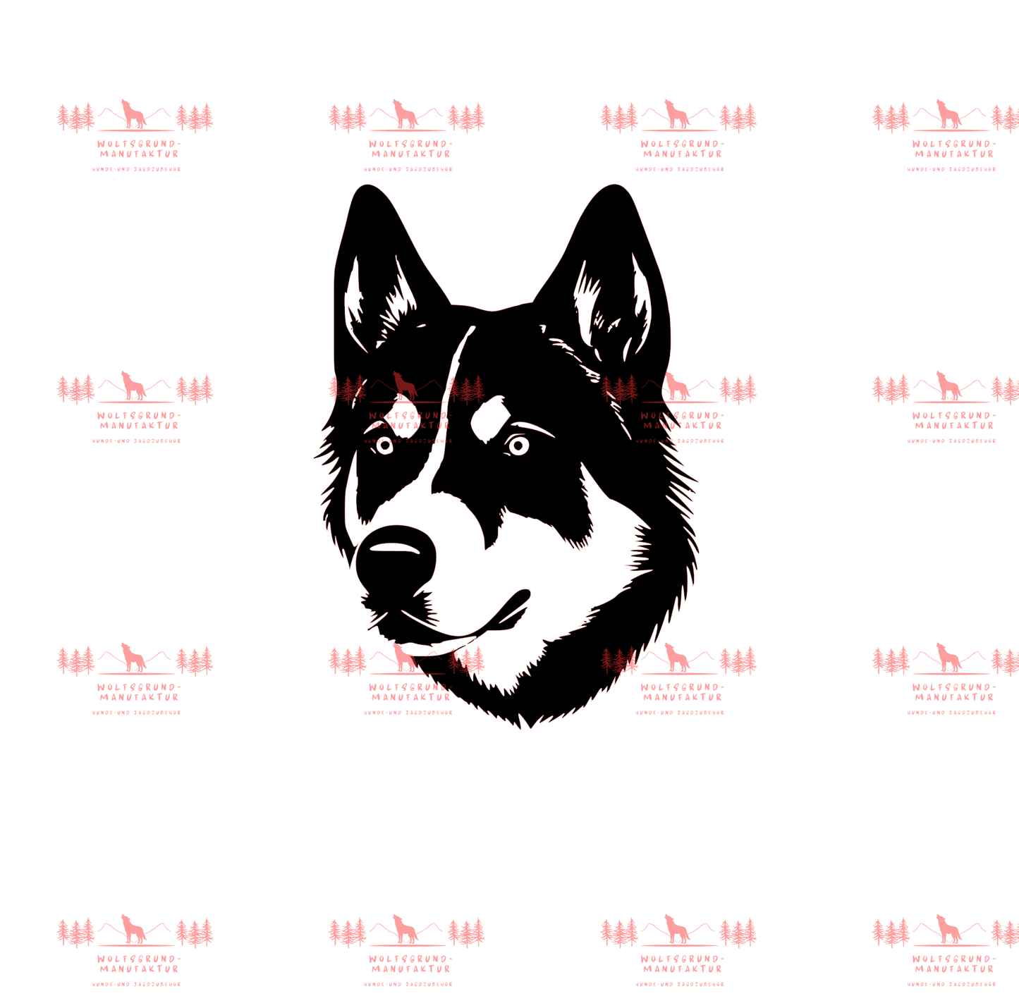 Siberian Husky 6