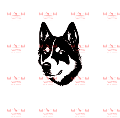 Siberian Husky 6