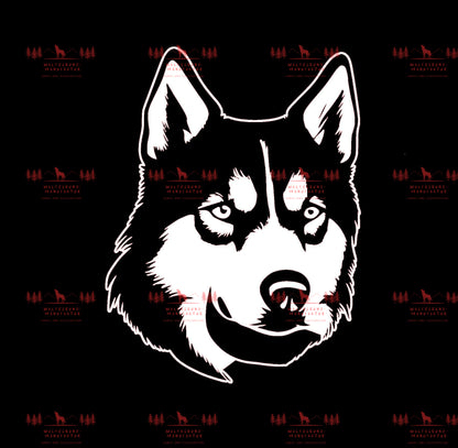 Siberian Husky 7