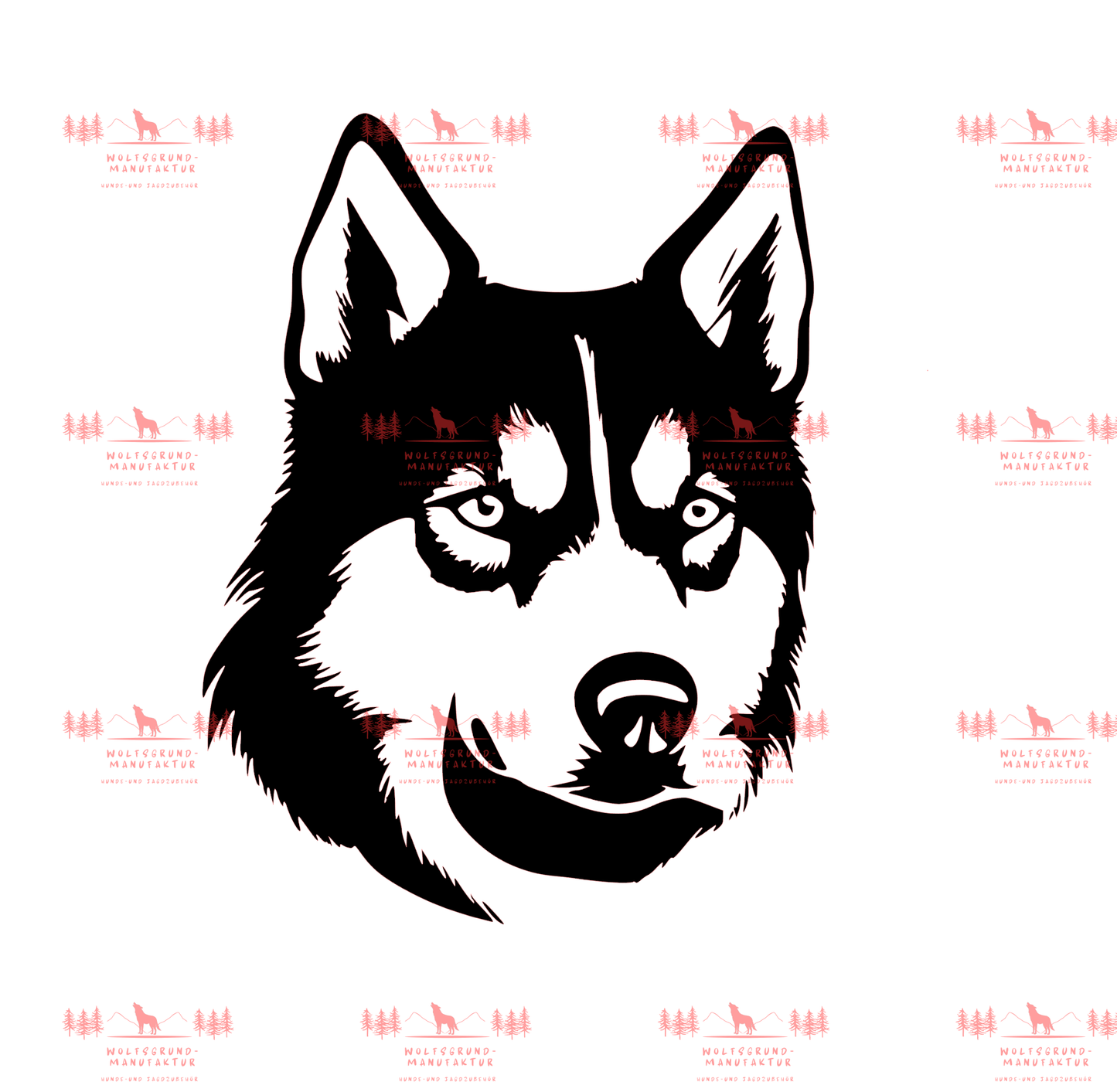Siberian Husky 7
