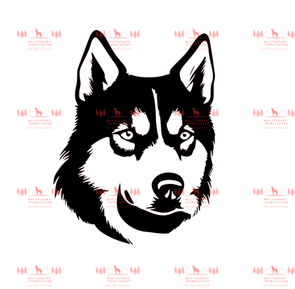 Siberian Husky 7