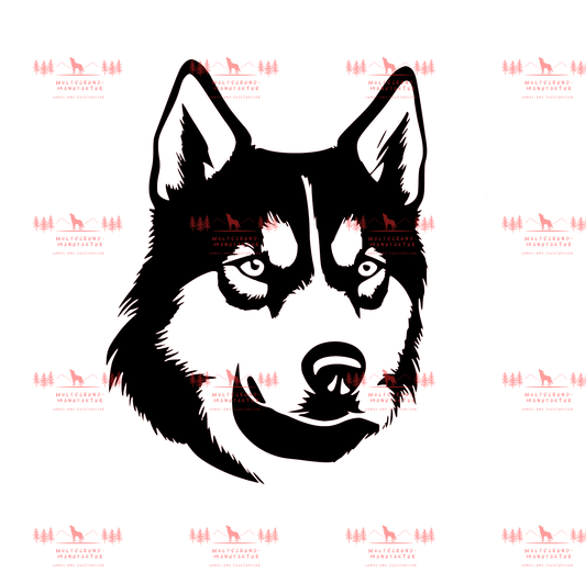 Siberian Husky 7
