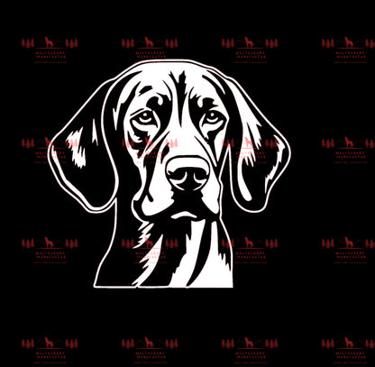 Vizsla 1