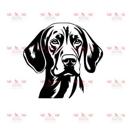 Vizsla 1