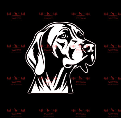 Vizsla 11