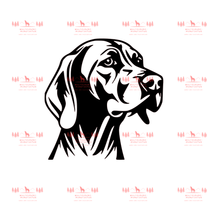 Vizsla 11