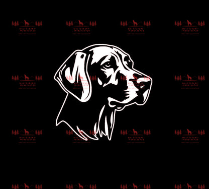 Vizsla 12