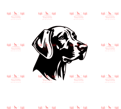 Vizsla 12
