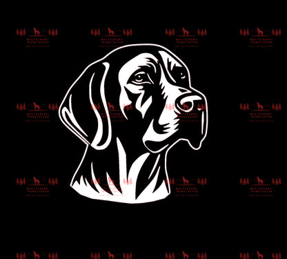 Vizsla 13