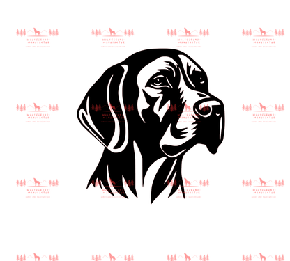 Vizsla 13