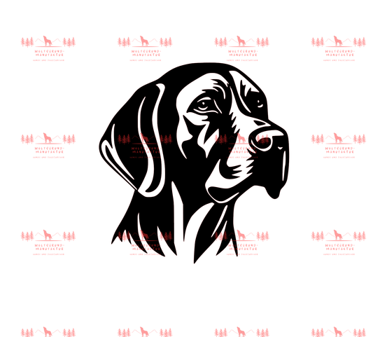 Vizsla 13