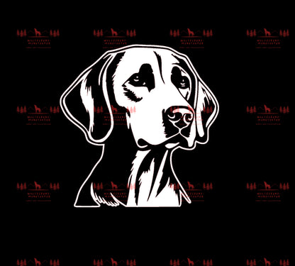 Vizsla 2